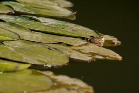 Knobleharjevo 2012 - Fotografski natečaj Občine Škocjan 2012 17